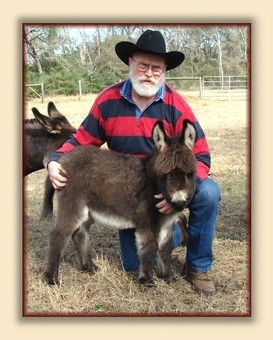 Quarter Moon Ranch; Breeder of Registered Miniature Donkeys, Quality Breeding Stock, and Lovable Pets.  Miniature Donkeys FOR SALE at all times. email carolyn@quartermoonranch.com